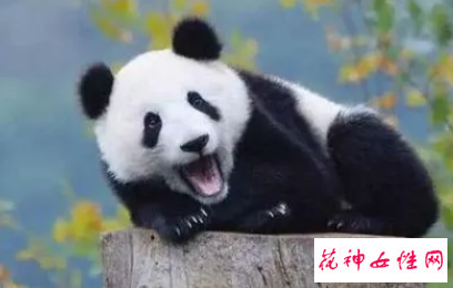 孕妇梦见熊猫是什么意思